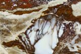 Polished Wild Horse Magnesite Slice - Arizona #114294-1